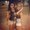 Photo of Nakeesha H.