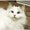 Photo of Shio N.