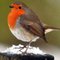 Robin J.