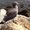 Photo of Neethi P.
