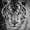 Photo of Tiger F.