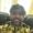 Photo of Anish S.