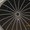 Photo of Spiral D.