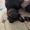 Photo of adoptme