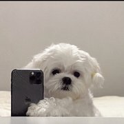 google avatar