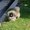 Photo of Gizmo T.