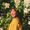 Photo of Chantal K.