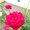 Photo of Rose T.