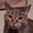 Photo of Cookie C.
