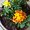 Photo of Yummy F.
