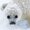 Photo of Shanshan M.