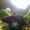 Photo of Ravi S.