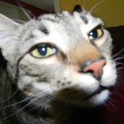 google avatar