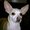 Photo of Creampuff M.