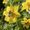 Photo of Blossom