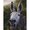 Photo of Donkey K.