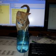 google avatar