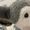 Photo of belldandy a.