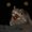 Photo of Raccoon N.