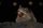 Photo of Raccoon N.