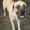Photo of BigDogs H.