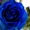Photo of Rosey A.