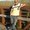 Photo of Swapnil M.