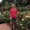 Photo of Gaylene R.