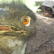 google avatar