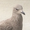 Photo of Daryl S.