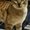 Photo of Lil Vindaloo M.