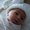 Photo of Oren D.