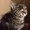 Photo of Cat H.