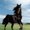 Photo of Hattem S.