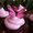 Photo of Sahar H.