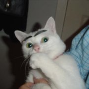 google avatar
