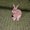 Photo of Raventail