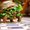 Photo of Turtle S.