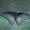 Photo of sfbutterfly l.