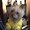 Photo of Chewy C.