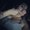 Photo of Dee N.