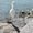Photo of Desperately S.