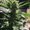 Photo of Maryjane L.