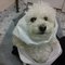 Photo of Poodle T.