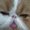 Photo of Gif V.