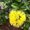 Photo of Moanianilehua I.
