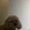 Photo of Chenchen S.