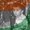 Photo of Tapan S.