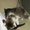 Photo of Here Kitty Kitty... ..