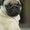 Photo of Puggie L.